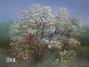 Bloeiende magnolia - Rein Pol - giclee